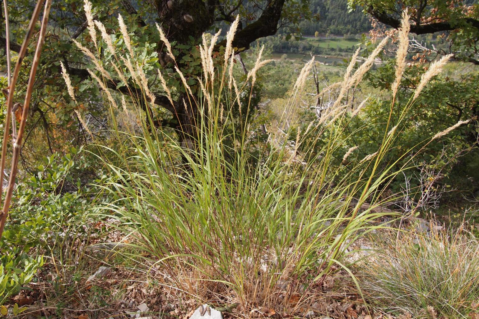 Silver Spear Grass